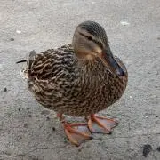 そらの画像