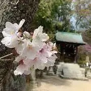 ムレの画像