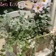 カズちゃんの画像