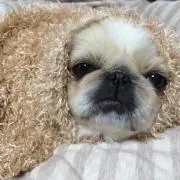はるペキ