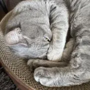 星に願いをの画像