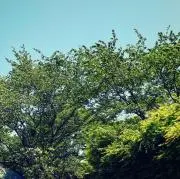 へいへい☆の画像