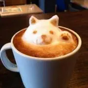 pecoの画像
