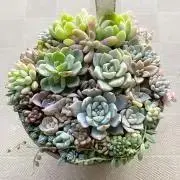 kiichanの画像
