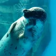 アオちゃん