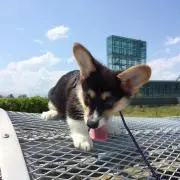 FELIX