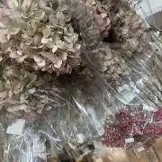 Lilyの画像