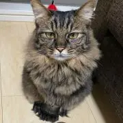 ネコの画像