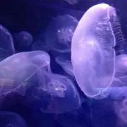 pipi))の画像