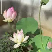 Lotus cloudの画像