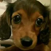 ててこの画像