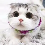 Tekiの画像