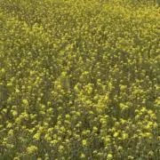 はちみつの画像