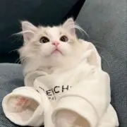 さくの画像