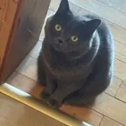 ハチCATの画像