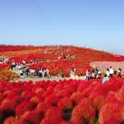 mokoの画像