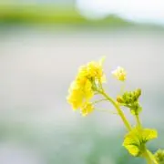 maimaiの画像