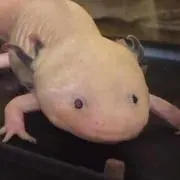 ウーパー２５の画像