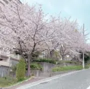 ぽん＊の画像