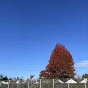 katuの画像