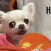 はち(∪・ω・)ワンッ。81。