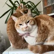 ラ.りおの画像