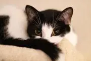 かりんの画像
