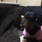しんぱち