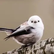 さとの画像