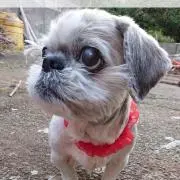 こげ