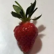 ドムドムの画像