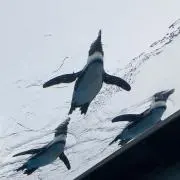 ミミちゃん.の画像