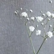 おもちの画像