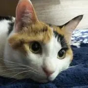 Maru Hachi