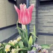 i k u r aの画像