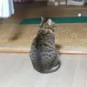 もも