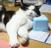 いさちゃん