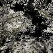 みたらし