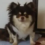 春助