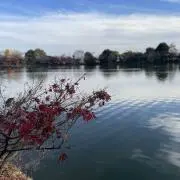 まりも