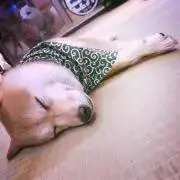 るぅぴぃーの画像