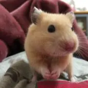 mipadの画像