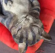 猫鏡餅(*´꒳`*) セパレートタイプ 白猫親子 蜜柑 - メルカリ