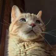 すーの画像