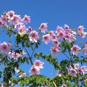 あゆの画像