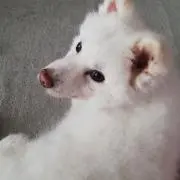 けけの画像