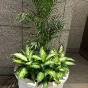 hanaの画像