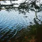 hzmの画像