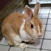 ピカリンコ