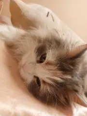 きいの画像